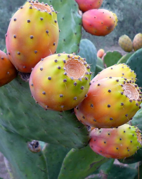 Giuseppe Murabito Fichidindia Prickly Pears